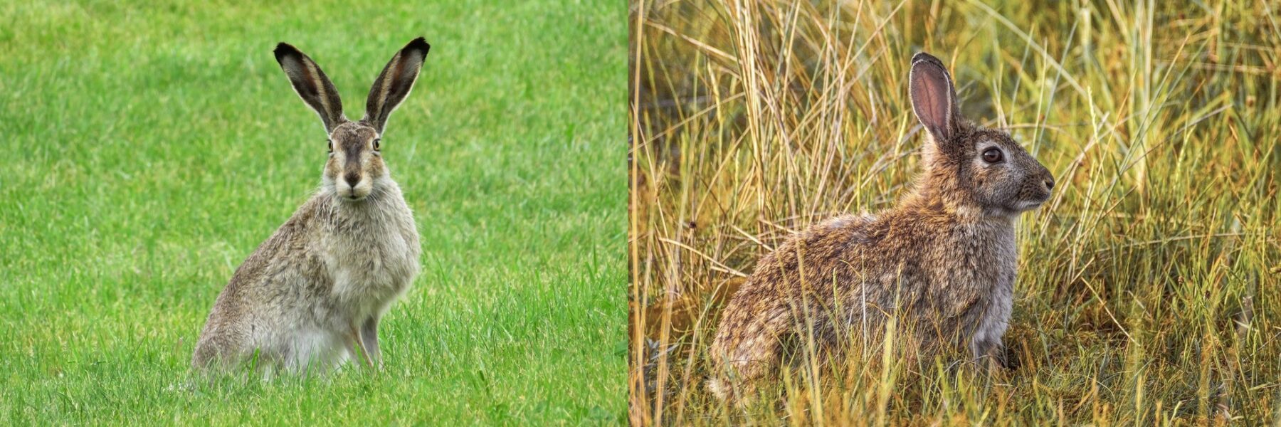 hare and rabbit