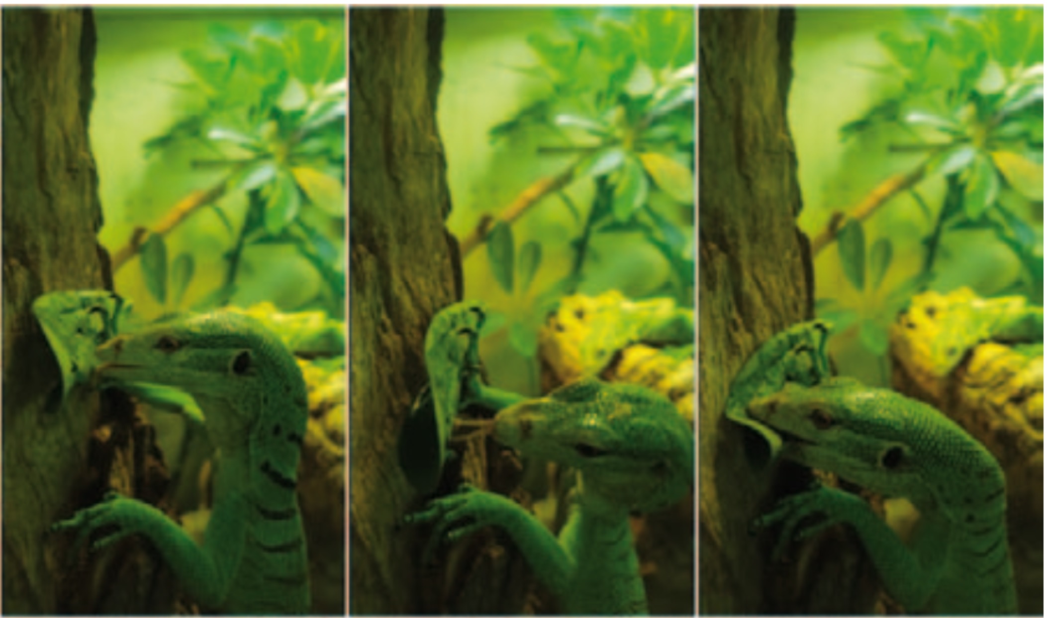 Monitor Lizards Primates Of The Lizard World